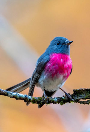 Rose Robin