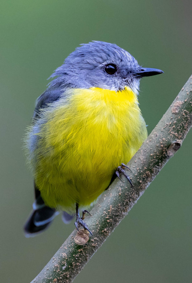 Colour Print - "Eastern Yellow Robin" (9149) Print for sale Eastern Yellow Robin