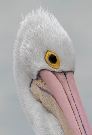 Australian Pelican