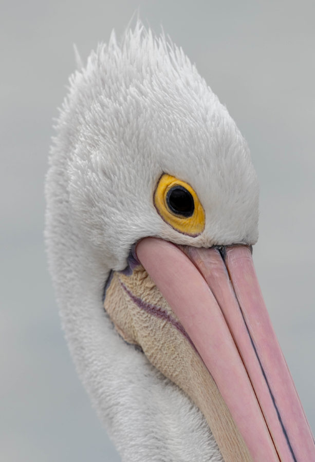 Colour Print - "Australian Pelican" (9687) Print for sale Australian Pelican