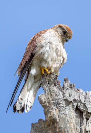 Nankeen Kestrel