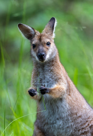 Eastern grey kangaroo