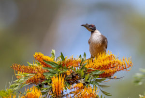 Noisy Friarbird