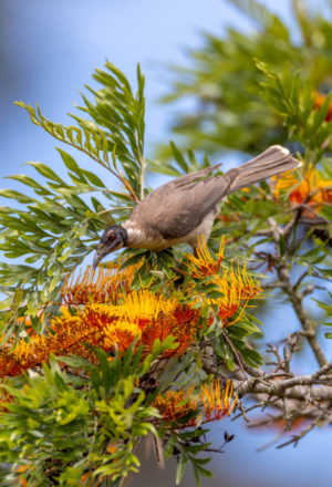 Noisy Friarbird