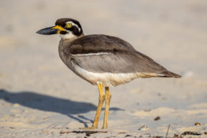 Beach Stone-curlew