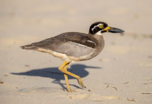 Beach Stone-curlew