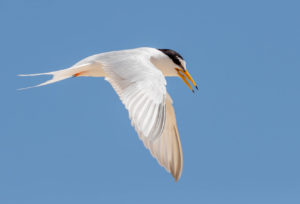 Little Tern