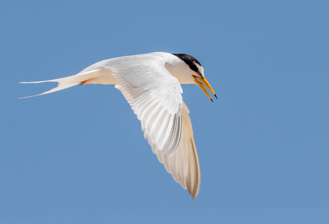 Colour Print - "Little Tern" (8364) Print for sale Little Tern