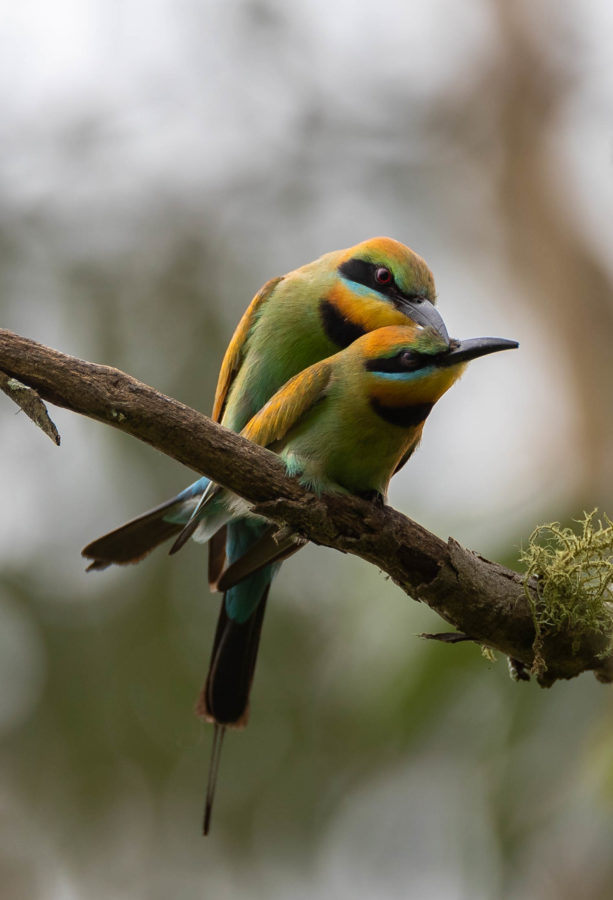 Colour Print - "Rainbow Bee-Eater" (8796) Print for sale Rainbow bee-eater