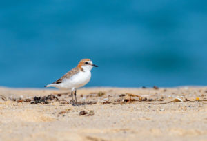 Red-capped plover