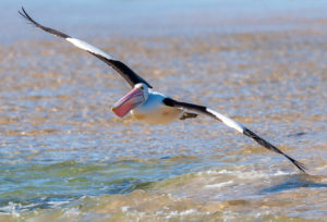 Australian Pelican