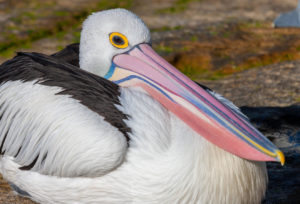 Australian Pelican