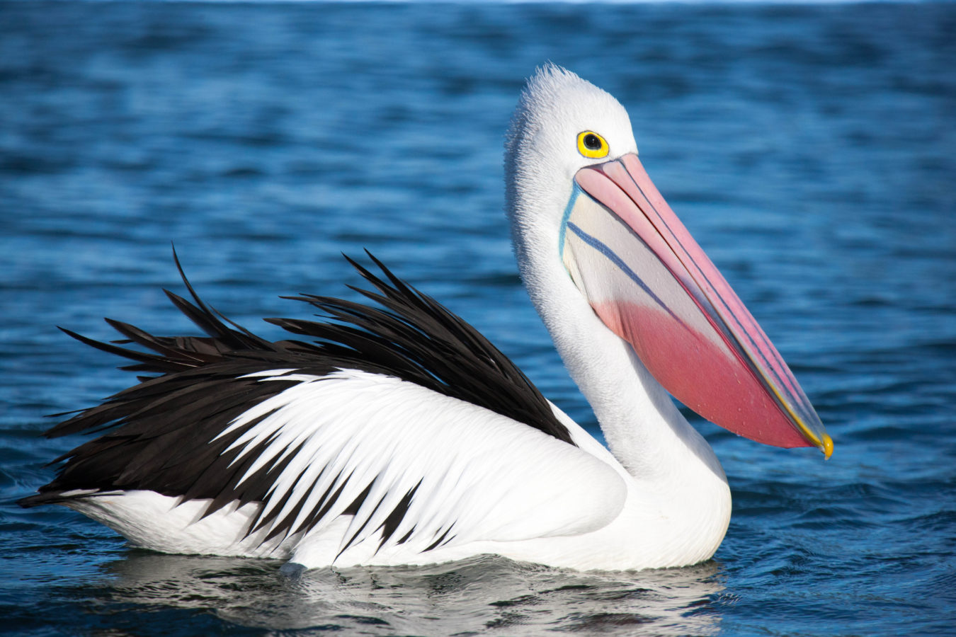 Colour Print - "Australian Pelican" (7966) Print for sale Australian Pelican