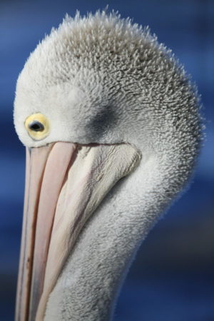 Australian Pelican