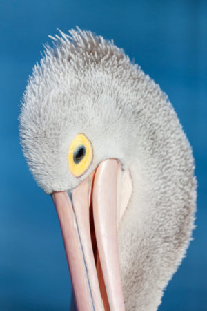 Australian Pelican