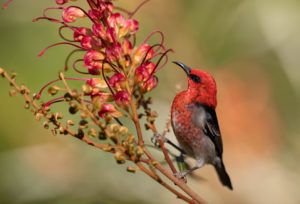Scarlet Honeyeater