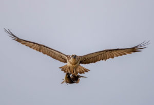 Eastern Osprey with Fish