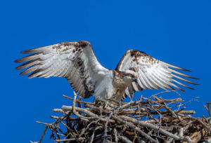 Eastern Osprey