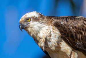 Eastern Osprey