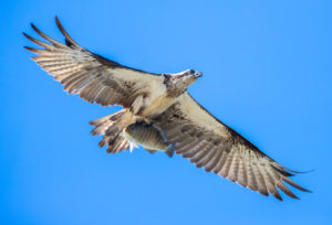 Eastern Osprey with Fish