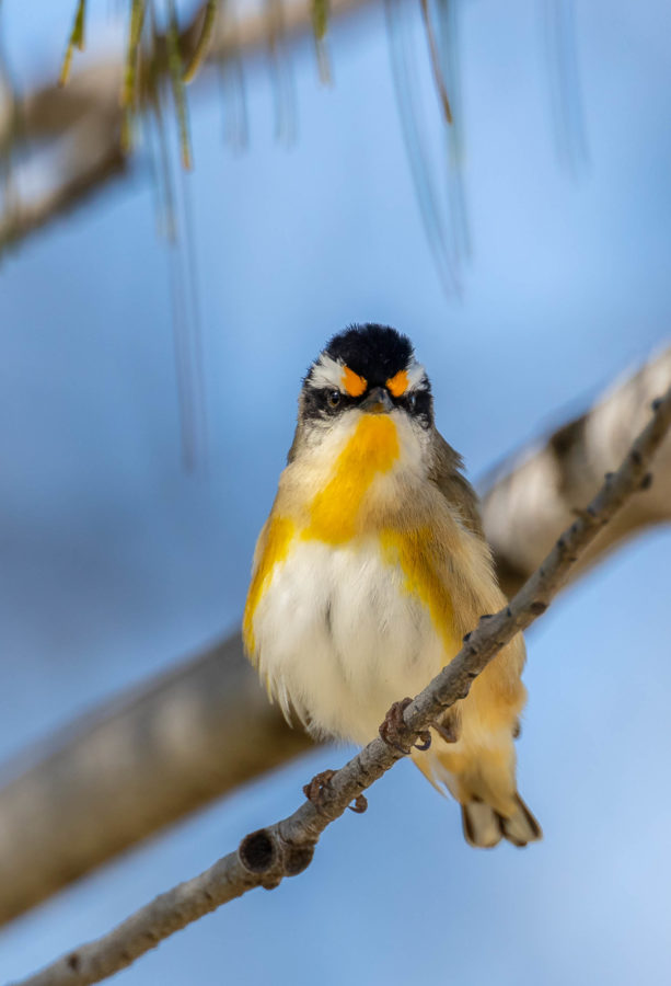 Colour Print - "Striated Pardalote" (9844) Print for sale Striated Pardalote