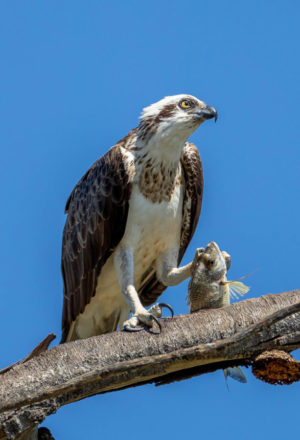 Eastern Osprey with Fish