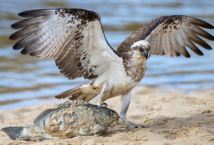 Eastern Osprey with Fish