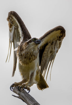 Eastern Osprey