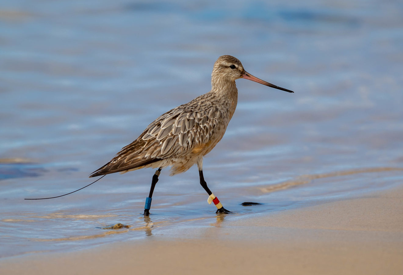 Colour Print - "Bar-tailed Godwit 4BBRW" (6488) Print for sale Bar-tailed godwit 4BBRW