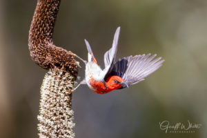 Scarlet honeyeater