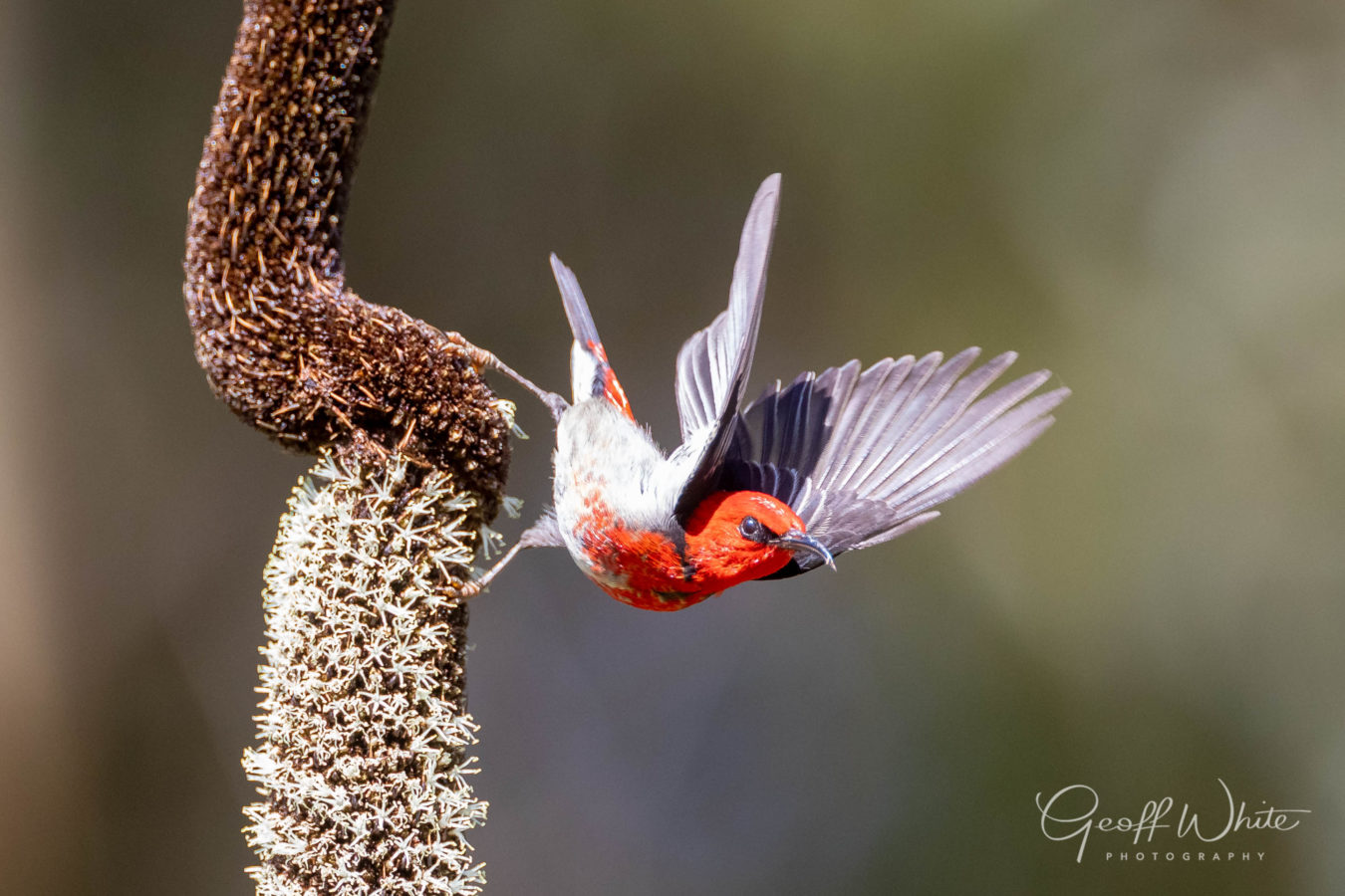 Colour Print - "Scarlet Honeyeater" (8417) Print for sale Scarlet honeyeater
