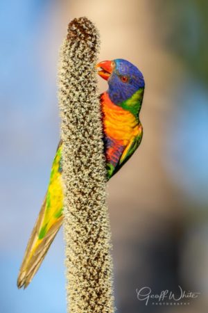 Rainbow lorikeet