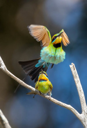 Rainbow bee-eater