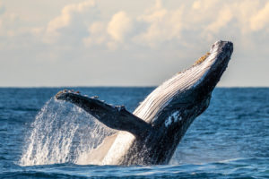 Humpback Whale Breach