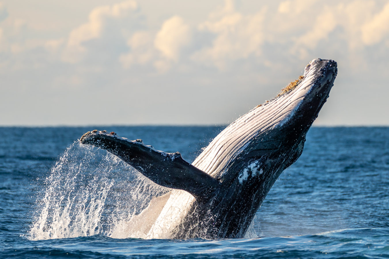 Colour Print - "Humpback Whale Breach" (9647) Print for sale Humpback Whale Breach