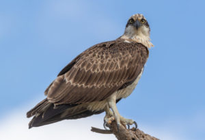 Eastern osprey
