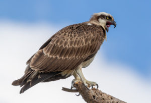 Eastern osprey