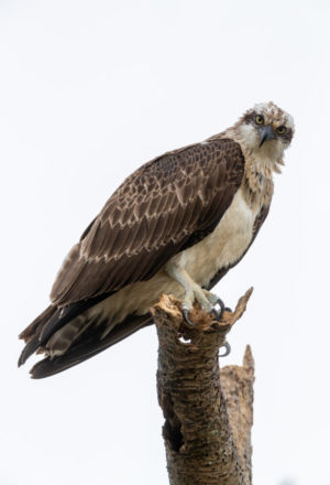 Eastern osprey