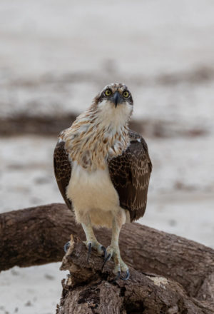 Eastern osprey