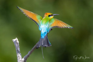 Rainbow bee-eater