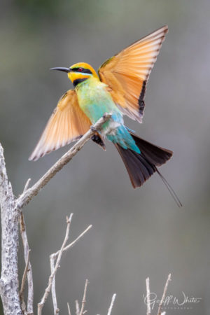Rainbow Bee-Eater