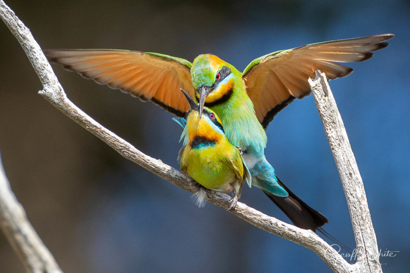 Colour Print - "Rainbow Bee-Eater" (8227) Print for sale Rainbow Bee-Eater