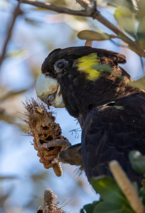 Yellow-tailed black cockatoo