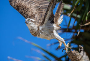 Eastern osprey Print for Sale 1933