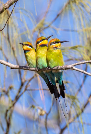 Rainbow bee-eater
