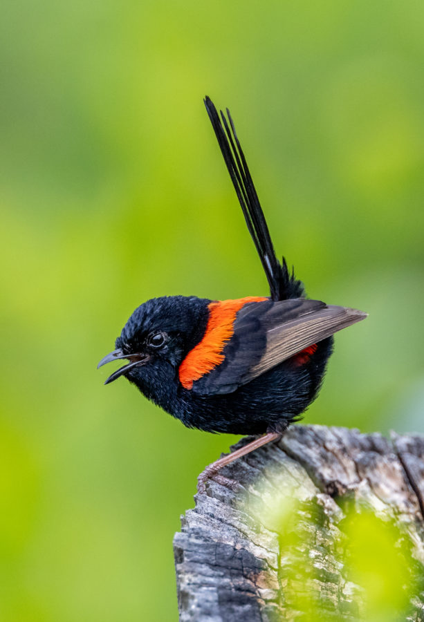 Colour Print - "Red-backed Fairywren" (5496) Print for sale Red-backed fairywren