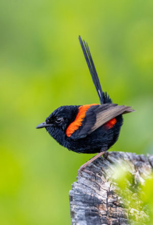 Red-backed fairywren