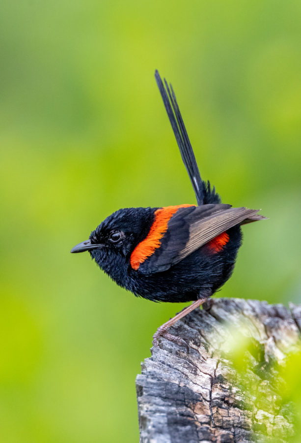 Colour Print - "Red-backed Fairywren" (5525) Print for sale Red-backed fairywren