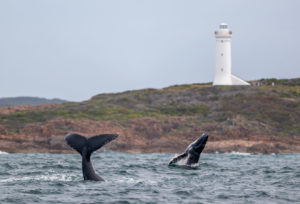 Humpback whale