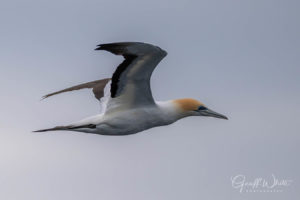 Australasian gannet